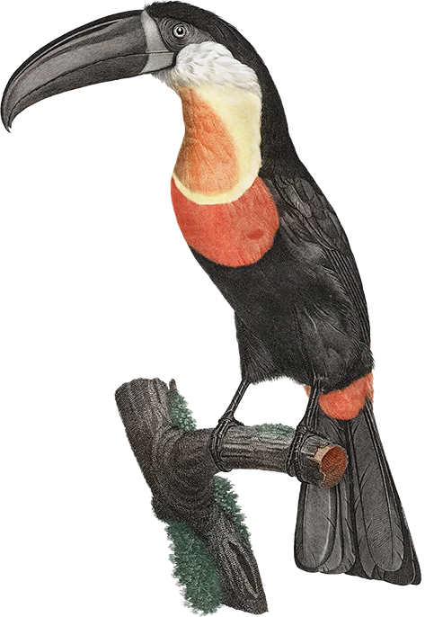 Hand-crafted brands - illustration of a toucan
