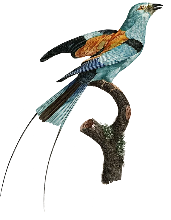 Thoughtful consultation - illustration of blue and orange singing bird