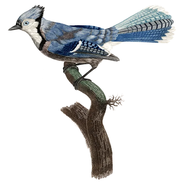 Designing with integrity - illustration of a blue jay