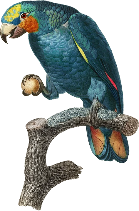 Strong partnerships - illustration of a blue parrot holding a nut