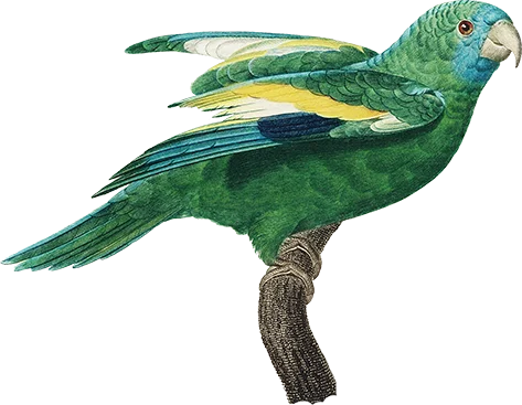 Take flight - illustration of a parrot with partially outspread wings