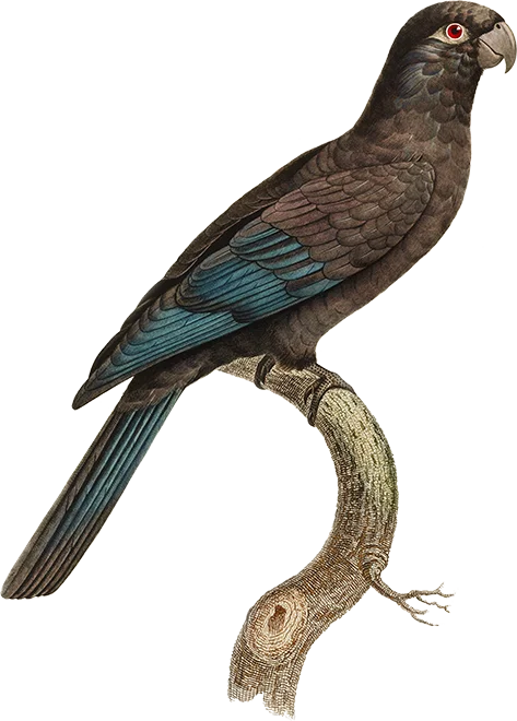 Agile websites - illustration of a dark gray parrot with subtle blue wing highlights